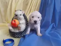 Щенки голден ретривера