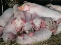 Продам поросят