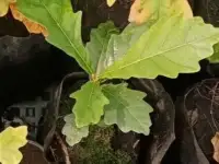 Саженцы дуба Черешчатого