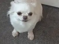 Отдам девочку чихуахуа