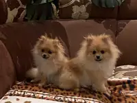 Шпиц