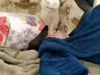 Крысы в добрые руки