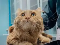 Ветеринарная клиника 