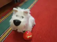 Игрушка-робот, фотография 5