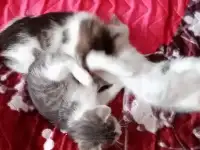 Отдам в хорошие руки котят