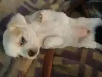 Очаровательные чихуахуа