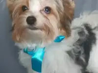 Мини голубоглазый мальчик