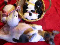 Продам щенков фокстерьера