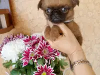 Девочка пти-брабансон