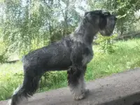 Щенки миттельшнауцера, фотография 3
