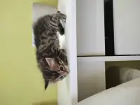 Бенгальские котята, фотография 8