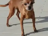 Куплю щенка