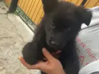 Собака