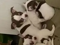 Щенки чихуахуа мальчики, фотография 2
