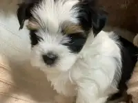 Щенки Бивер Йорк