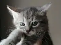 Киса
