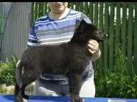 Продаются щенки бельгийской овчарки, фотография 2