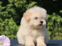 мальтипу щенки мини и микро, фотография 2