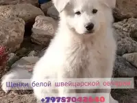 Щенки Белой Швейцарской Овчарки