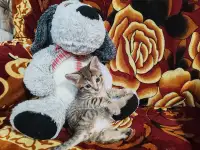 Две кошечки ищут новый дом, фотография 7