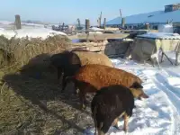 козы высокоудойные