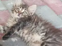 Отдам котят