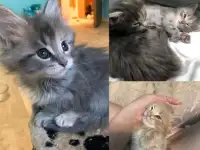 Котята мейн-кунята