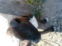 Продаю продам срочно собаку