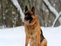 Кобель немецкой овчарки для вязки, фотография 2