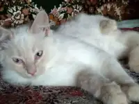 Бусинка, котик породы Невская маскарадная, фотография 3