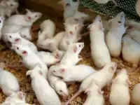 Кормовые мыши.