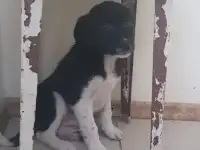 Ищем дом для щенка