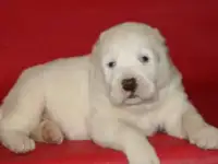 Чистокровный белый алабай купить