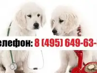 Ветеринарный врач на дом в Москве