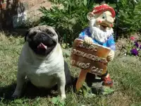 Продаётся алиментный щенок, фотография 2