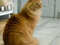 Груминг кошек и собак: уход, стрижка, гигиена, фотография 2