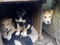 Щенки