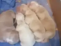 щенки