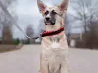 Криста