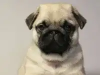 Волшебный мопс