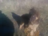щенки