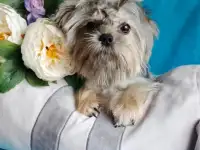 Подрощенная курносая девочка Shorkie