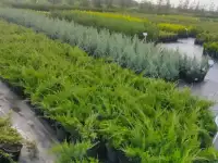 Плодовые и хвойные растения из питомника