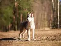 Щенок хаски с документами, фотография 2