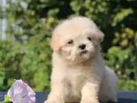 мальтипу щенки мини и микро
