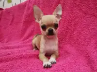 Рыжий мини мальчик чихуахуа