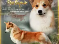 Щенки Вельш корги пемброк, фотография 5