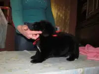 Щенки ньюфаундленда, фотография 3