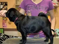 Черная девочка мопсик, шоу класс