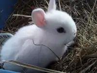 карликовые кролики домашние